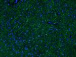 MAG Antibody in Immunohistochemistry (PFA fixed) (IHC (PFA))