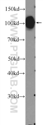 MAG Antibody in Western Blot (WB)