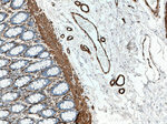 ACTA2/smooth muscle actin Antibody in Immunohistochemistry (Paraffin) (IHC (P))