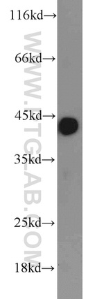 ACTA2/smooth muscle actin Antibody in Western Blot (WB)