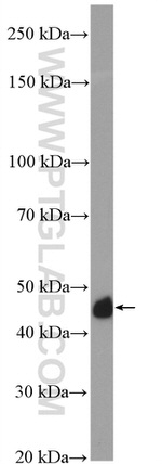 ACTA2/smooth muscle actin Antibody in Western Blot (WB)