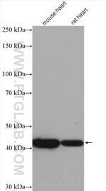 ACTA2/smooth muscle actin Antibody in Western Blot (WB)