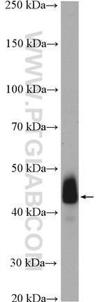 ACTA2/smooth muscle actin Antibody in Western Blot (WB)