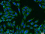 PASK Antibody in Immunocytochemistry (ICC/IF)