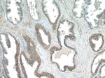 PASK Antibody in Immunohistochemistry (Paraffin) (IHC (P))