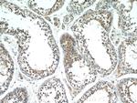 PASK Antibody in Immunohistochemistry (Paraffin) (IHC (P))