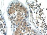 PASK Antibody in Immunohistochemistry (Paraffin) (IHC (P))