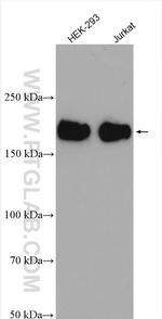 PASK Antibody in Western Blot (WB)