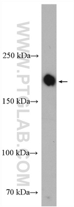 PASK Antibody in Western Blot (WB)