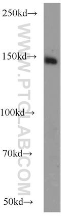 PASK Antibody in Western Blot (WB)