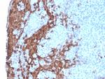 Granulocyte-Colony Stimulating Factor (G-CSF) Antibody in Immunohistochemistry (Paraffin) (IHC (P))