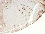 Granulocyte-Colony Stimulating Factor (G-CSF) Antibody in Immunohistochemistry (Paraffin) (IHC (P))