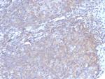 Granulocyte-Colony Stimulating Factor (G-CSF) Antibody in Immunohistochemistry (Paraffin) (IHC (P))