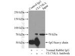 CLCNKA Antibody in Immunoprecipitation (IP)