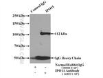 IPO11 Antibody in Immunoprecipitation (IP)