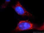 TRAF3IP1 Antibody in Immunocytochemistry (ICC/IF)