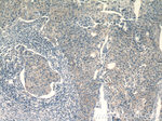 TRAF3IP1 Antibody in Immunohistochemistry (Paraffin) (IHC (P))