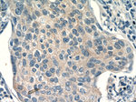 TRAF3IP1 Antibody in Immunohistochemistry (Paraffin) (IHC (P))