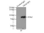 TRAF3IP1 Antibody in Immunoprecipitation (IP)