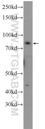 TRAF3IP1 Antibody in Western Blot (WB)