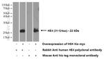 HE4 Antibody in Western Blot (WB)