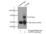 NOP58 Antibody in Immunoprecipitation (IP)