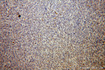 TAB2 Antibody in Immunohistochemistry (Paraffin) (IHC (P))