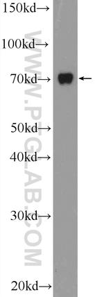 TAB2 Antibody in Western Blot (WB)