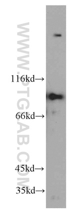 PIBF1 Antibody in Western Blot (WB)