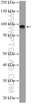 PIBF1 Antibody in Western Blot (WB)