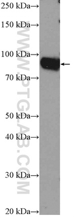 PIBF1 Antibody in Western Blot (WB)