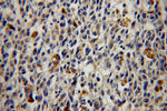 GALE Antibody in Immunohistochemistry (Paraffin) (IHC (P))