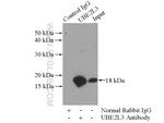 UBE2L3 Antibody in Immunoprecipitation (IP)