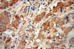 NDUFS6 Antibody in Immunohistochemistry (Paraffin) (IHC (P))