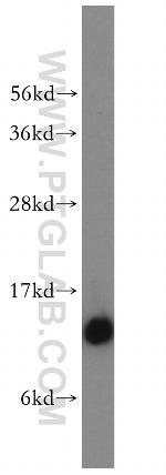 NDUFS6 Antibody in Western Blot (WB)