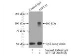 ATP1A1 Antibody in Immunoprecipitation (IP)