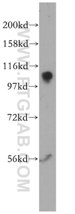 ATP1A1 Antibody in Western Blot (WB)