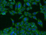 TAX1BP1 Antibody in Immunocytochemistry (ICC/IF)