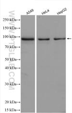 TAX1BP1 Antibody in Western Blot (WB)