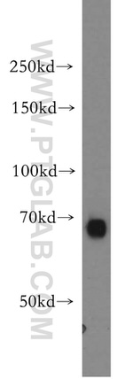 TAX1BP1 Antibody in Western Blot (WB)