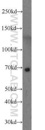 TAX1BP1 Antibody in Western Blot (WB)