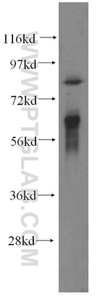 TAX1BP1 Antibody in Western Blot (WB)