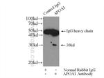 Apolipoprotein AI Antibody in Immunoprecipitation (IP)