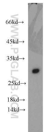 Apolipoprotein AI Antibody in Western Blot (WB)