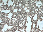 Apolipoprotein AI Antibody in Immunohistochemistry (Paraffin) (IHC (P))