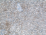 Apolipoprotein AI Antibody in Immunohistochemistry (Paraffin) (IHC (P))