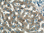 Apolipoprotein AI Antibody in Immunohistochemistry (Paraffin) (IHC (P))