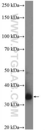 AMPK beta 2 Antibody in Western Blot (WB)