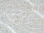 STK17A Antibody in Immunohistochemistry (Paraffin) (IHC (P))