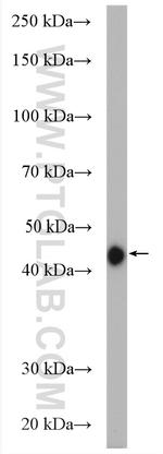 PPME1 Antibody in Western Blot (WB)